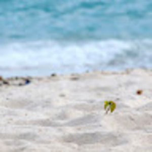 Meet your Posher, Art